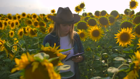 A-farmer-woman-is-walking-on-the-field-with-lots-of-sunflowers-and-studing-their-main-charasteristics.-She-is-writing-some-important-things-in-her-e-book.